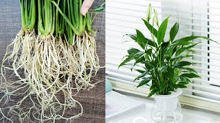 How to grow Peace Lily in water cleaning the air of the room [upl. by Telracs]