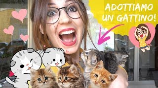 ADOTTIAMO UN GATTINO cuccioli cercano casa🏡🐱 [upl. by Agathy415]