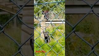 Artic FoxVulpes lagopus highland wildlife park scotland [upl. by Anastasie]