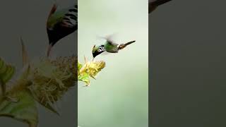 Hummingbirds Video  Se Hummingbird Flying Videoshortsnatureytshortsbirdslover [upl. by Dielle]