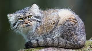 The Pallas Cat The Fluffiest Grumpiest Feline on Earth [upl. by Eelsnia]