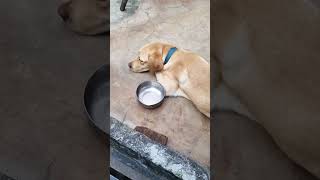 😑mummy ab mujhe pyar nahi kartiheart break 💔viral dogs [upl. by Kerby2]