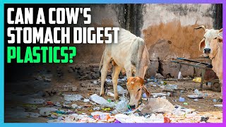 Can a Cows Stomach Digest Plastics  Science Count [upl. by Norven]