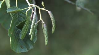 Catkins on Alder branch Alnus glutinosa male and female flowers [upl. by Robenia223]