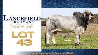 Lot 43 Lancefield M Flagstaff 7990 [upl. by Ednew]