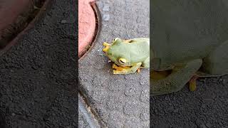 Green tree flying frog  Rhacophorus reinwardtii  malabar flying frog forest frogs westernghats [upl. by Ricky]