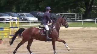 QuinteroCellestial gelding  2011 for sale [upl. by Ardnuassak]