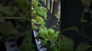 Rehna hai tere Dil mein Rain balcony garden heart touching music [upl. by Drew668]