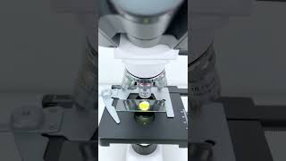 Softboiled egg magnified 40 times is seriously cool shorts microscope science [upl. by Anawik]