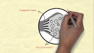 Introduction to Neurochemistry [upl. by Reviere]