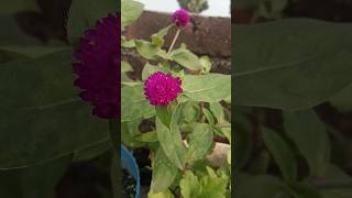 Globe amaranth benefit of plant process of growing globe amaranth👍✨ [upl. by Nnadroj]