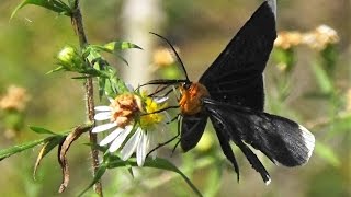 Whitetipped Black Moth Melanchroia chephise [upl. by Grenier35]