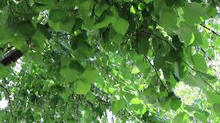 Eastern redbud Cercis canadensis  Plant Identification [upl. by Myk]