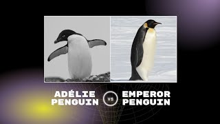 Adélie penguin vs Emperor penguin • Comparison of Facts [upl. by Gatian]