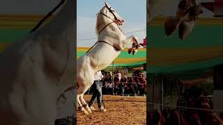 Horse dance beautiful 🤩 chunni me [upl. by Ciri]