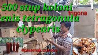 Pembudidaya 500 koloni jenis clypearis Koloni super semua [upl. by Walley]