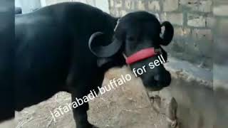 Jafarabadi buffalo for sell 9909816309 [upl. by Donough]