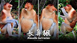 長鼻猴Nasalis larvatus [upl. by Ragse]