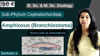 Amphioxus Branchiostoma  External amp internal morphology  In Hindi  B Sc amp M Sc Zoology [upl. by Yeliak983]