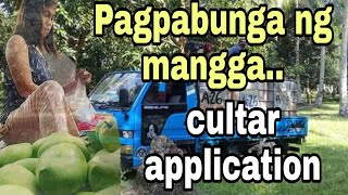 application of CULTAR o paclobutrazol on mango trees [upl. by Vachel]