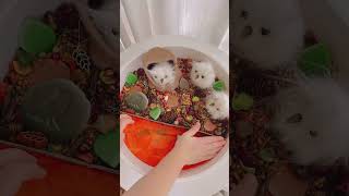 🦉Autumn Owl Sensory Play🦉smallworld natureplay shorts sensoryplayideas learningthroughplay [upl. by Chelsie]