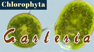 Carteria Chlorophyta or Green Algae [upl. by Melentha]