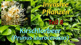 Invasive Pflanzen  Teil 8  Kirschlorbeer [upl. by Ecertal]