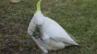 Greater Sulphur Crested Cockatoo in Sydney [upl. by Shell427]