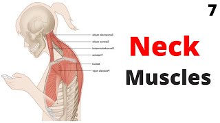 Neck Muscles Anatomy  ORIGIN  INSERTION  ACTION  NERVE SUPPLY  in English [upl. by Rafaellle]