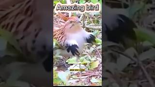 Awesome bird hand work funny viralvideo foryou [upl. by Ardnos904]