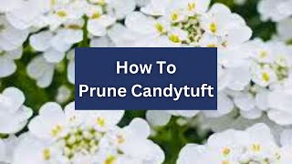 How To Prune Candytuft 🌼 Iberis sempervirens [upl. by Notpmah]