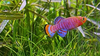 Ikan Hias Killifish Nothobranchius rachovii [upl. by Tratner]