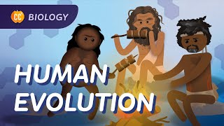 Human Evolution We Didnt Evolve From Chimps Crash Course Biology 19 [upl. by Haskins]