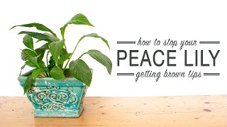 How to Stop Your Peace Lily Getting Brown Tips [upl. by Sayre594]