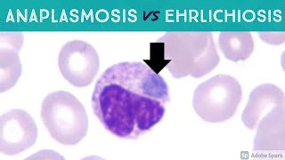 Anaplasmosis vs Ehrlichiosis Anaplasma phagocytophilum vs Ehrlichia chaffeensis amp ewingii [upl. by Dosh]