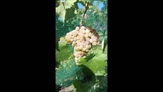 vendemmia uva bianca prosecco Gold traminer Malvasia bianca [upl. by Bobbye]