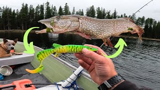 CRAZY LURE 3 Northern Pike BEFORE 8am 4K [upl. by Sremlahc]