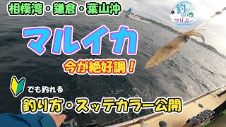 相模湾マルイカ絶好調！鎌倉・葉山沖、まごうの丸から出船。2024年5月25日 [upl. by Bussey426]