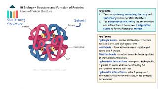 Structure and Function of Proteins IB Biology SLHL [upl. by Mooney]