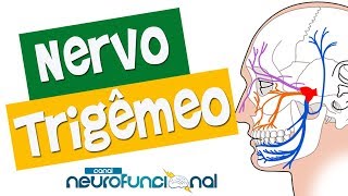 NERVO TRIGÊMEO  Anatomia Trajeto Funções e Avaliação Vídeo Aula [upl. by Collyer427]