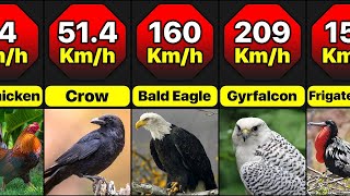 Fastest Birds in the World  Speed Comparison  Worlds Speediest Flyers [upl. by Aniram510]