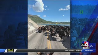 Ranchers wrangle cattle on Utah highway [upl. by Teressa784]