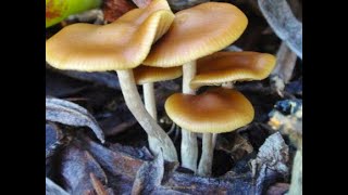 Psilocybe Cyanescens [upl. by Aerdnaz]