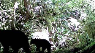 Meidase P60 Trail Camera  Mother and cubs walk past short log bridge [upl. by Airemaj]