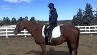 how to adjust your stirrups in your saddle [upl. by Olympium]