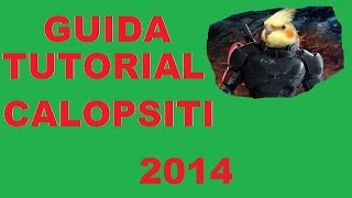 TutorialGuida per principianti come imbeccare pullo di Calopsite 2014 [upl. by Patience]