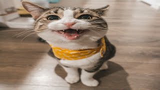 The Ultimate Cat Fun Day Tricks Treats and Laughs  funny cat video 🐈 [upl. by Julietta898]