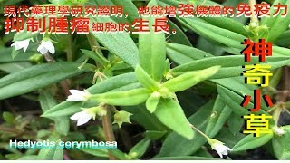 白花蛇舌草水线草功效与作用Hedyotis Carimbosa medicinal uses Manfaat Rumput Mutiara [upl. by Oberheim]