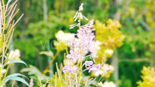 BumbleBee Gathering Honey From Blooming Sally Flowers [upl. by Allerus543]