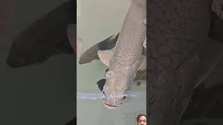 Arapaima monster fish fish fishing aquarium monster varanasi [upl. by Aneev]